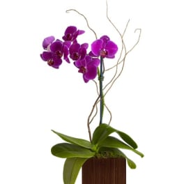 Purple orchid plant in a square wooden planter