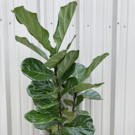 Tall potted fiddle leaf fig plant with a purple ribbon bow
