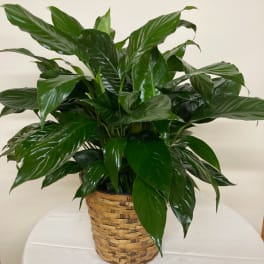 Spathiphyllum Plant