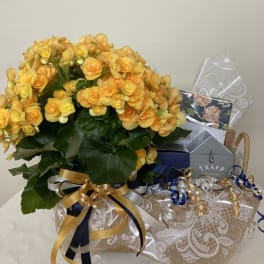 Yellow-orange potted flowering plant with ribbon and gift packaging