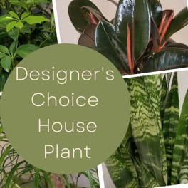 Collage of assorted houseplants with the words "Designer’s Choice House Plant"
