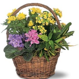 Basket of yellow, pink, and purple flowers with green plants