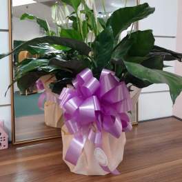 Spathiphyllum Plant by BloomNation™