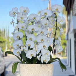 White orchids arranged in a textured cream planter