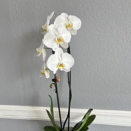 White orchid plant in a white pot with tall stems