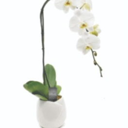 White orchid plant in a white pot with arching stems