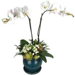 White orchid arrangement in a blue ceramic pot with succulents