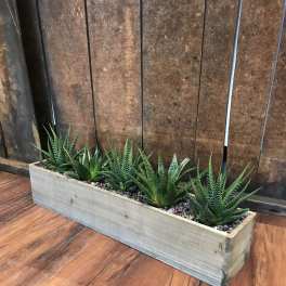 Rectangular planter with several small green succulents on a wooden floor