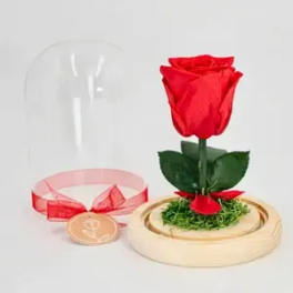 Single red rose under a clear dome with a ribbon and base