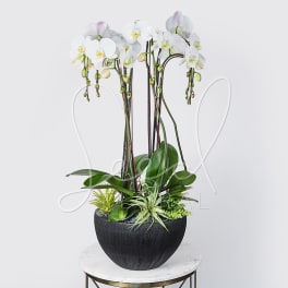 White orchids in a black bowl planter with green foliage