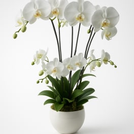 Potted white phalaenopsis orchid plant with multiple flowering stems in a round white pot