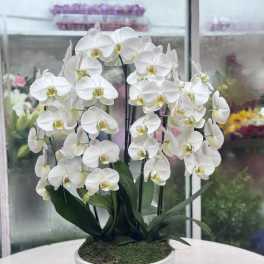 White orchid plant in a white ceramic pot