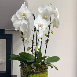 White orchids in a glass vase with moss and pebbles