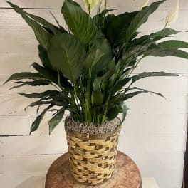 Potted peace lily with white blooms in a woven basket