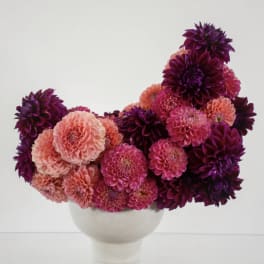 Pink and purple dahlia arrangement in a white vase