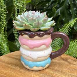 Succulent in a donut-shaped ceramic mug planter