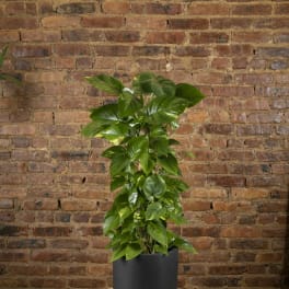 Potted green houseplant in a black container on a table