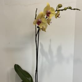 Yellow Orchid Plant