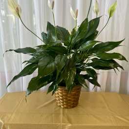 Potted peace lily in a woven basket with white blooms