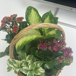 Basket of pink flowering plants and variegated foliage