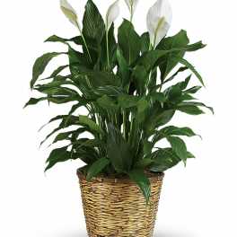 Potted peace lily plant with white blooms in a woven basket