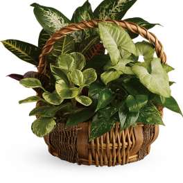 Basket of assorted green houseplants with variegated foliage arranged in a woven handled basket