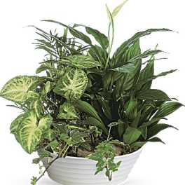 Mixed green houseplants arranged in a white ceramic planter