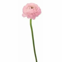 Single pale pink ranunculus bloom on a long stem