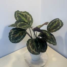 Potted plant with large variegated dark green leaves in a white pot