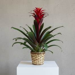 Bromeliad Plant