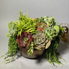 Succulent arrangement in a low round bowl with trailing string-of-pearls