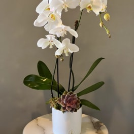 White orchid arrangement in a white pot with a succulent accent