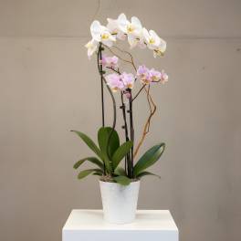 Hepburn Orchid