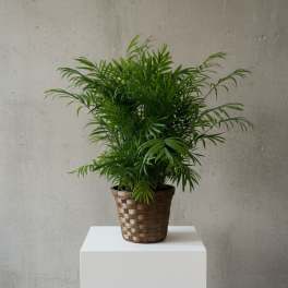 Parlor Palm