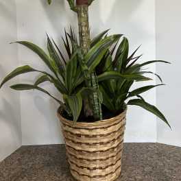 Tall potted dracaena plant in a woven basket