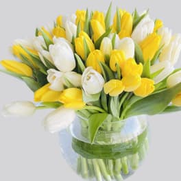Bouquet of yellow and white tulips in a clear glass vase