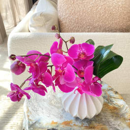 Bright pink orchid stems in a white vase on a table