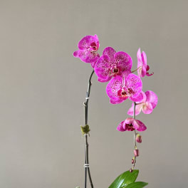Pink orchid arrangement in a glass vase with a small succulent