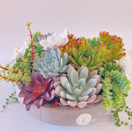 Chic Succulent Garden