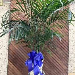 Tall potted palm plant with a blue ribbon bow