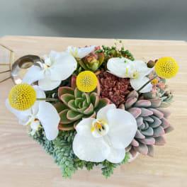 Succulent arrangement with white orchids and yellow pom-pom flowers
