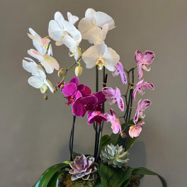Orchid arrangement with white, pink, and purple blooms in a black container