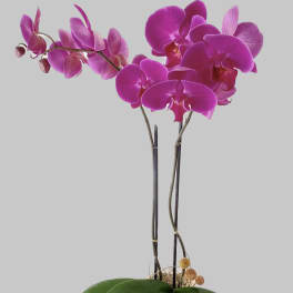 Purple orchid arrangement in a dark pot with succulents