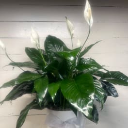 Peace Lily (Spathiphyllum) Plant in White Planter