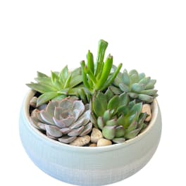 Succulent arrangement in a round ceramic bowl with decorative stones
