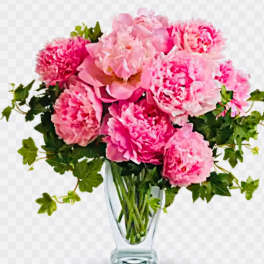 Pink peonies in a clear glass vase with green foliage