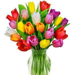 Colorful tulips arranged in a clear glass vase