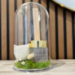 White rose and diffuser under a clear dome with moss