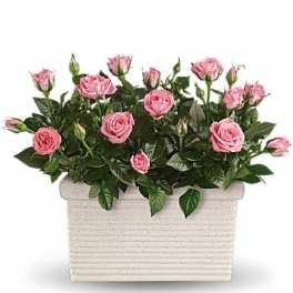 Pink roses arranged in a rectangular white planter