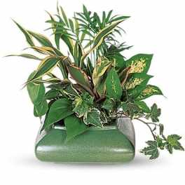 Mixed green houseplants arranged in a rectangular ceramic planter